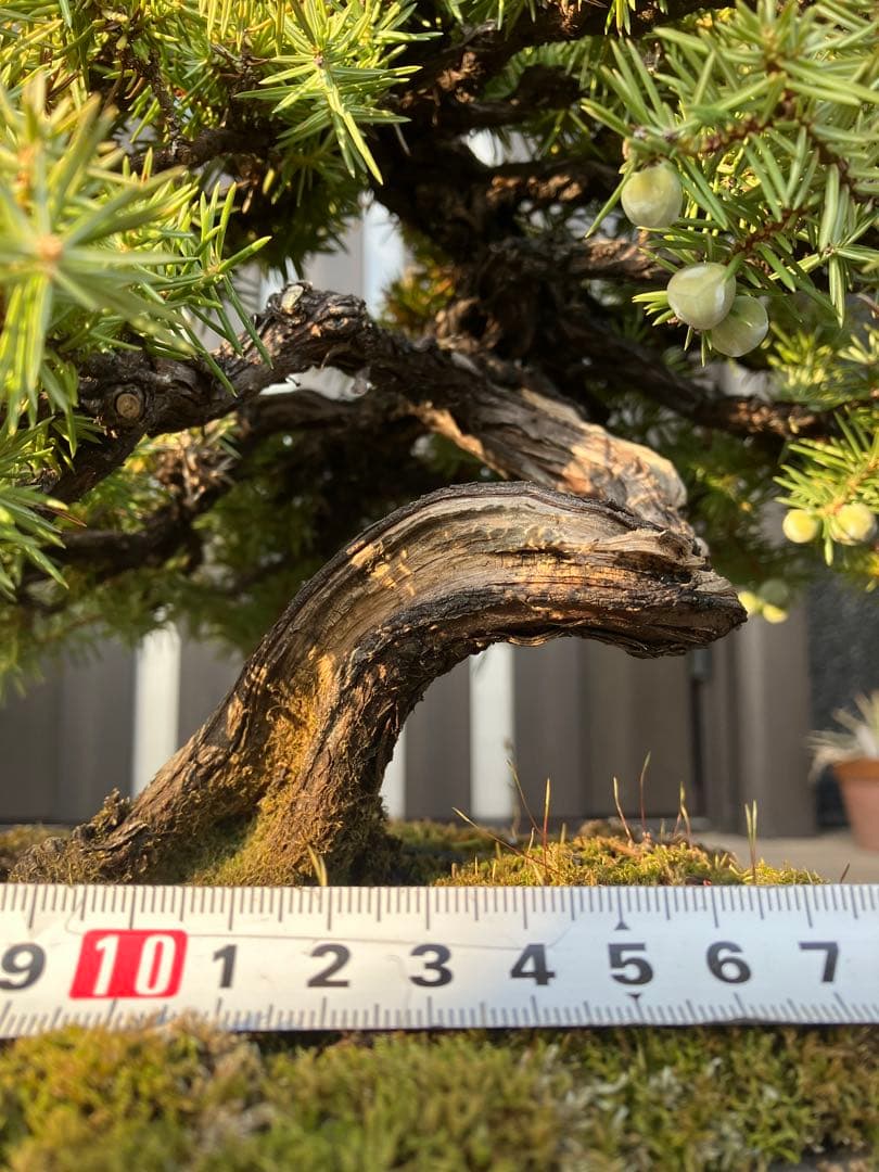 ◉杜松盆栽　究極の逸品　幹の曲と美しい樹形が超魅力！　　大特価！早いもの勝ち