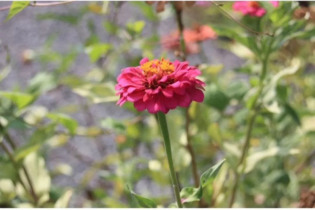 ✨ S数4888枚✨Canon kiss X2 初心者おすすめ レンズセット