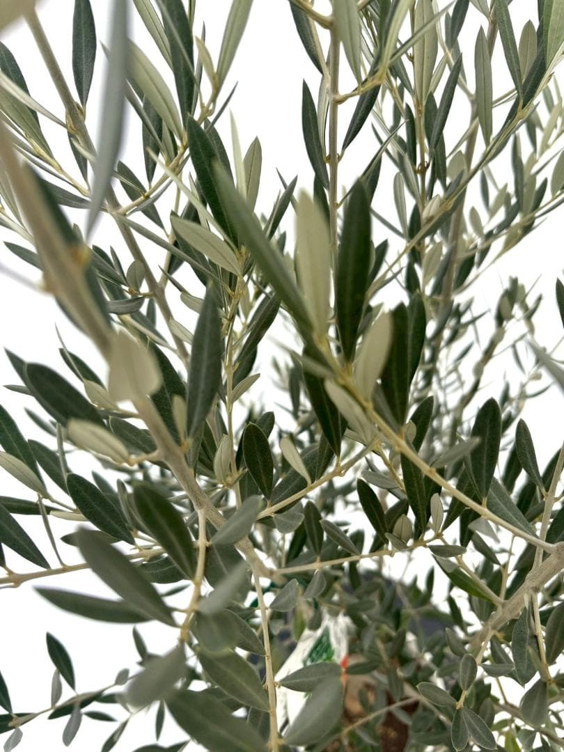 オリーブの木　ホジブランコ　7号　約150cm　NO.853　人気品種　現品掲載
