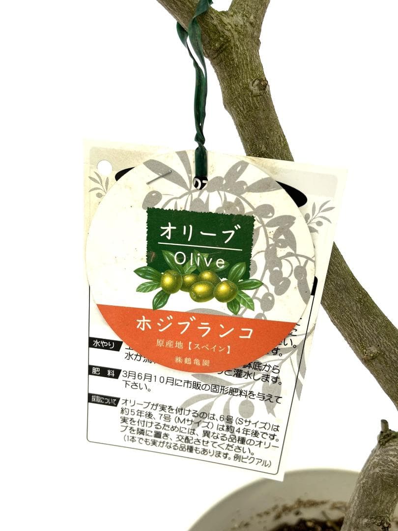 オリーブの木　ホジブランコ　7号　約150cm　NO.853　人気品種　現品掲載