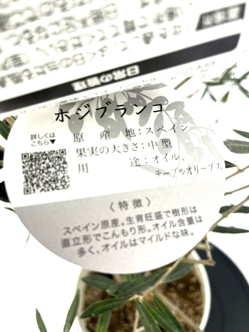 オリーブの木　ホジブランコ　7号　約150cm　NO.853　人気品種　現品掲載