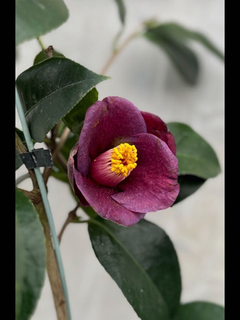 ばやん　大社紫