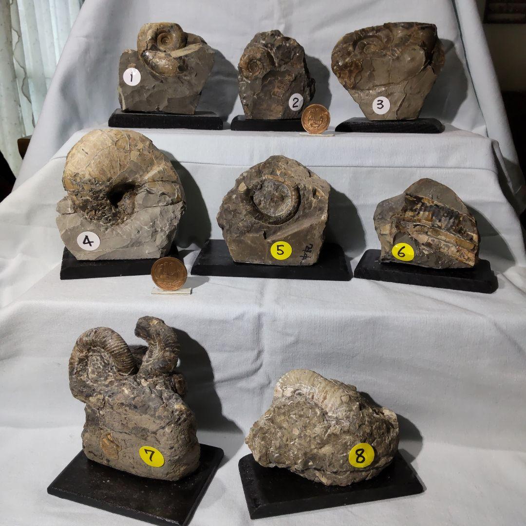 北海道アンモナイト化石、夏休み特別出品、正常巻４点＋異常巻４点＋資料５点
