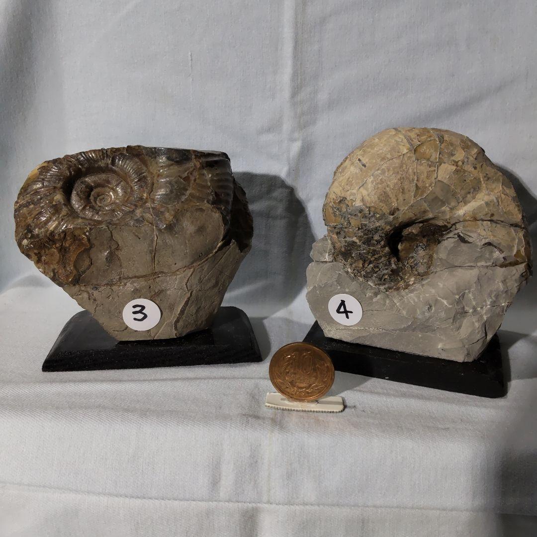 北海道アンモナイト化石、夏休み特別出品、正常巻４点＋異常巻４点＋資料５点