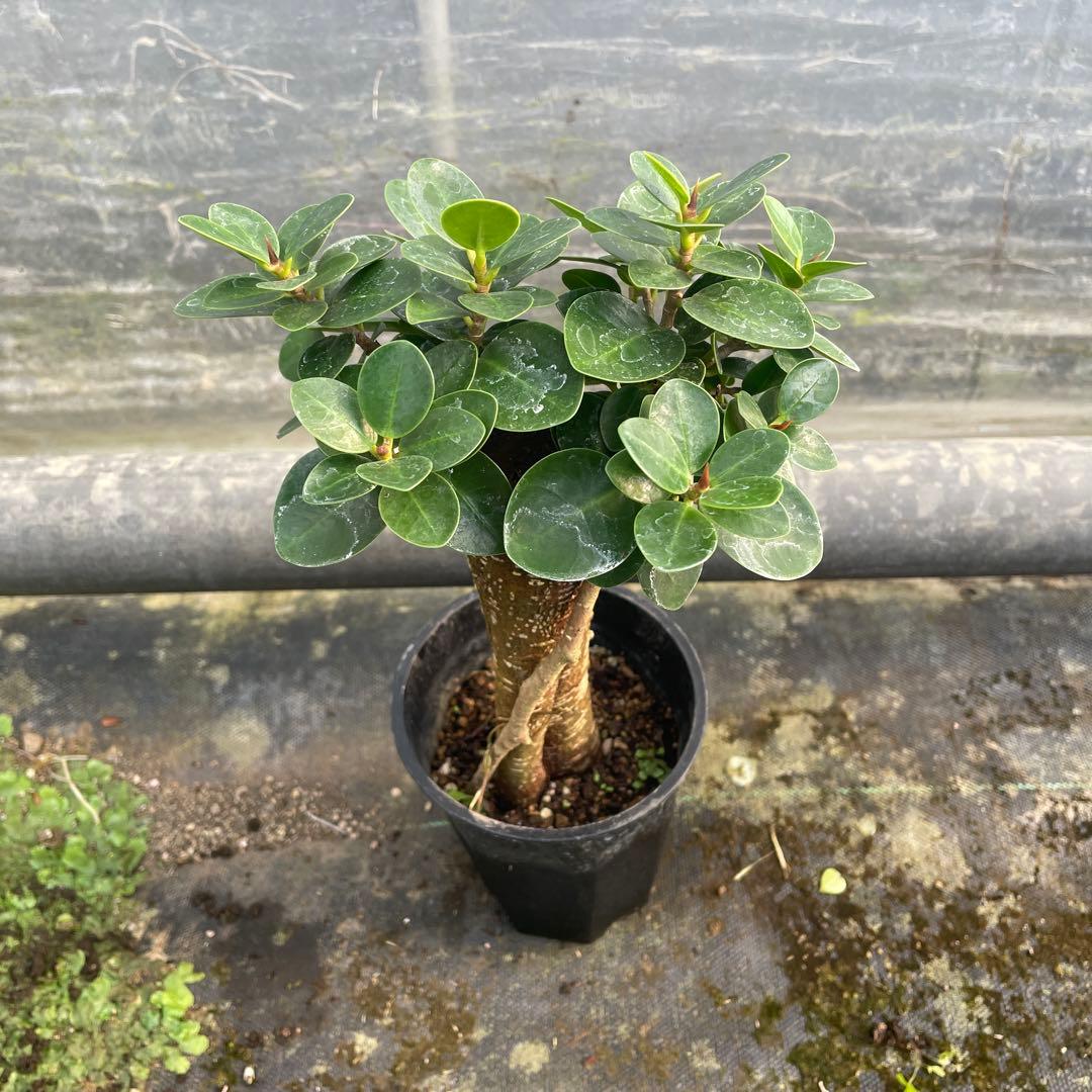 パンダガジュマル　コパンダ接木　３.5号サイズ