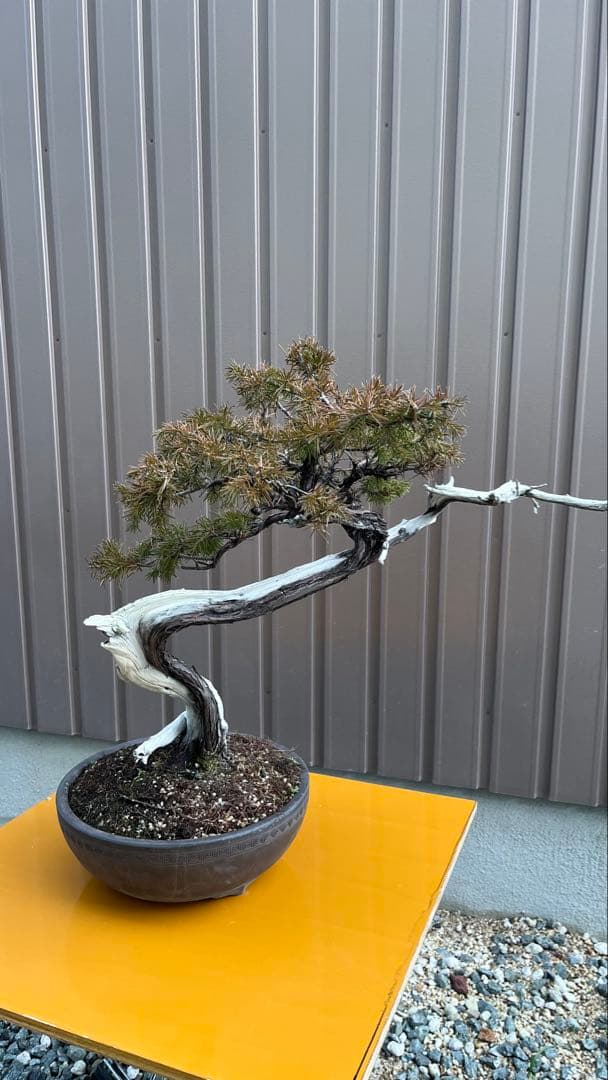 杜松　盆栽
