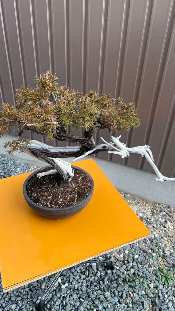 杜松　盆栽