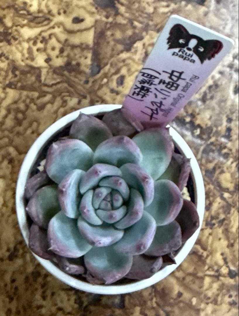 ルイパパさん苗　中里リンゼアナ　（自家実生）　札付き