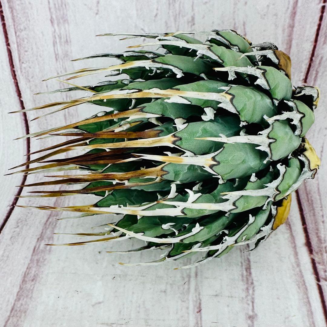 787 アガベ ユタエンシス エボリスピナ 丸型