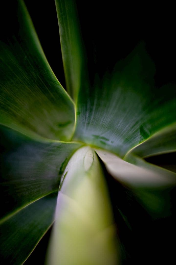 【ほぼ新品】NOKTON classic 35mm F1.4 E-mount