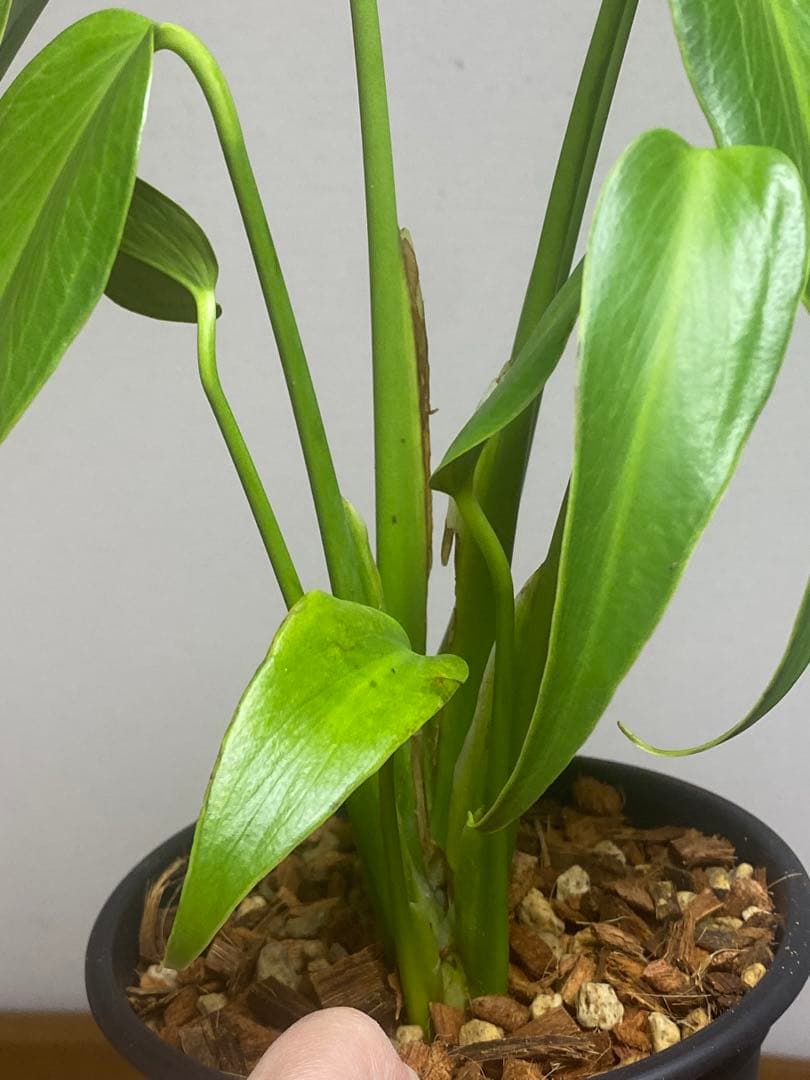 マ*ん様 【棚整理セール‼️】モンステラ　バールマルクス　希少　レア　人気‼️