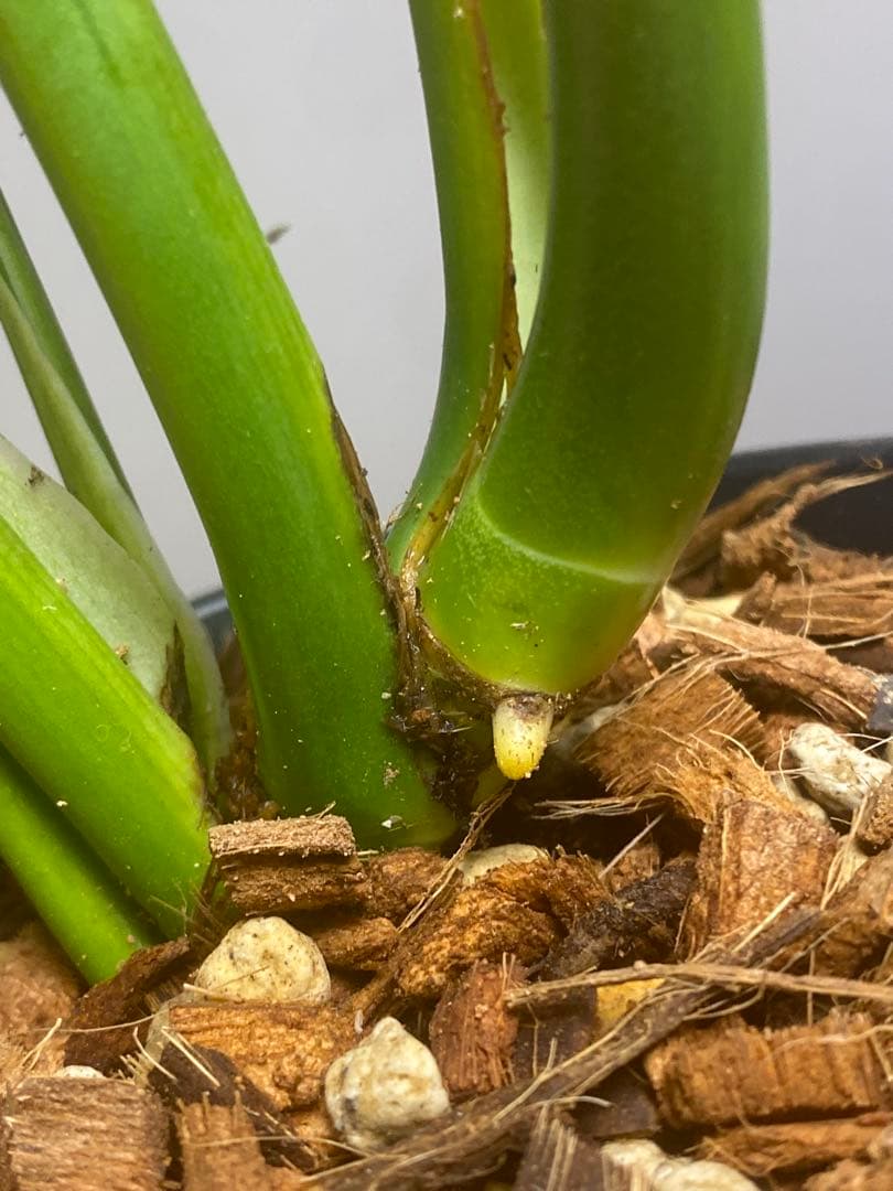 マ*ん様 【棚整理セール‼️】モンステラ　バールマルクス　希少　レア　人気‼️