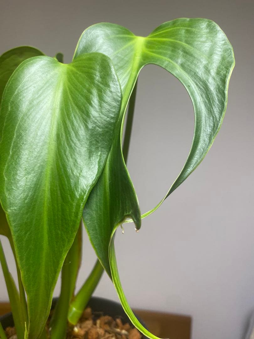 マ*ん様 【棚整理セール‼️】モンステラ　バールマルクス　希少　レア　人気‼️