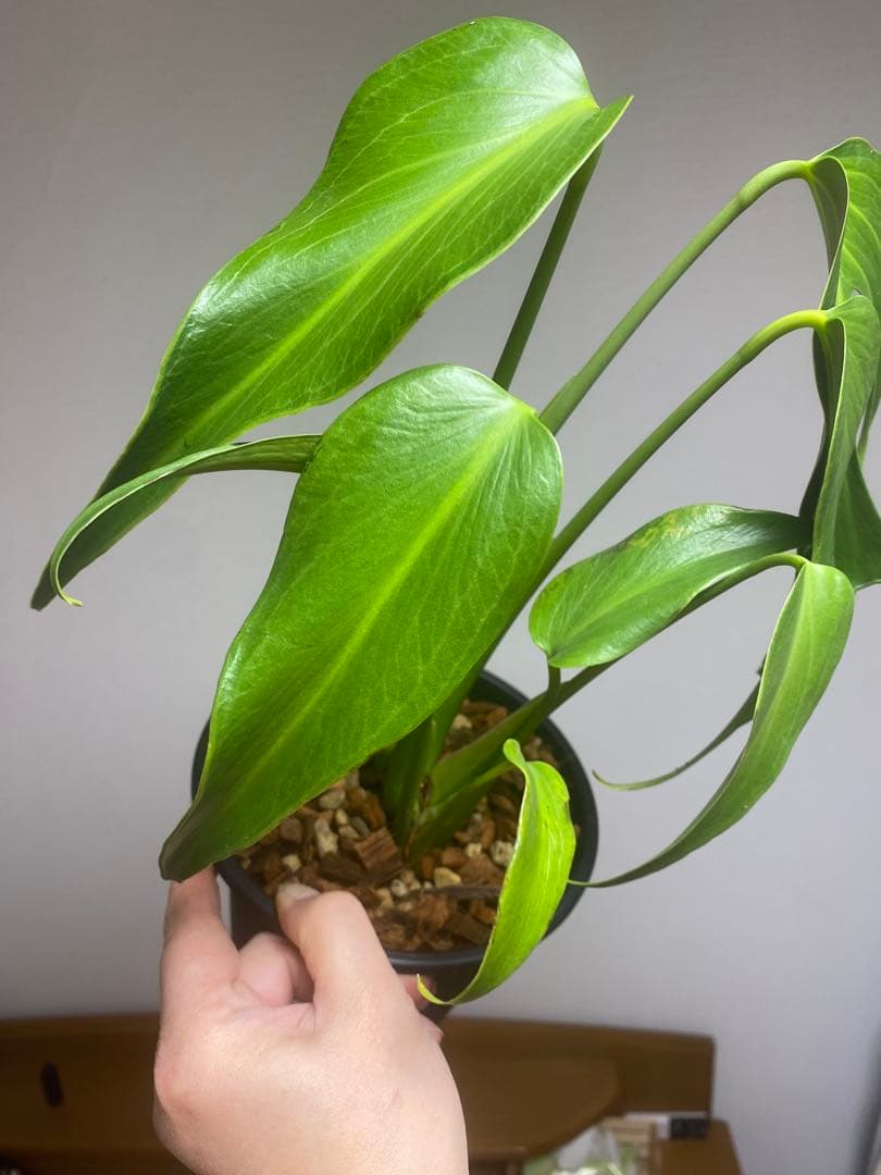 マ*ん様 【棚整理セール‼️】モンステラ　バールマルクス　希少　レア　人気‼️