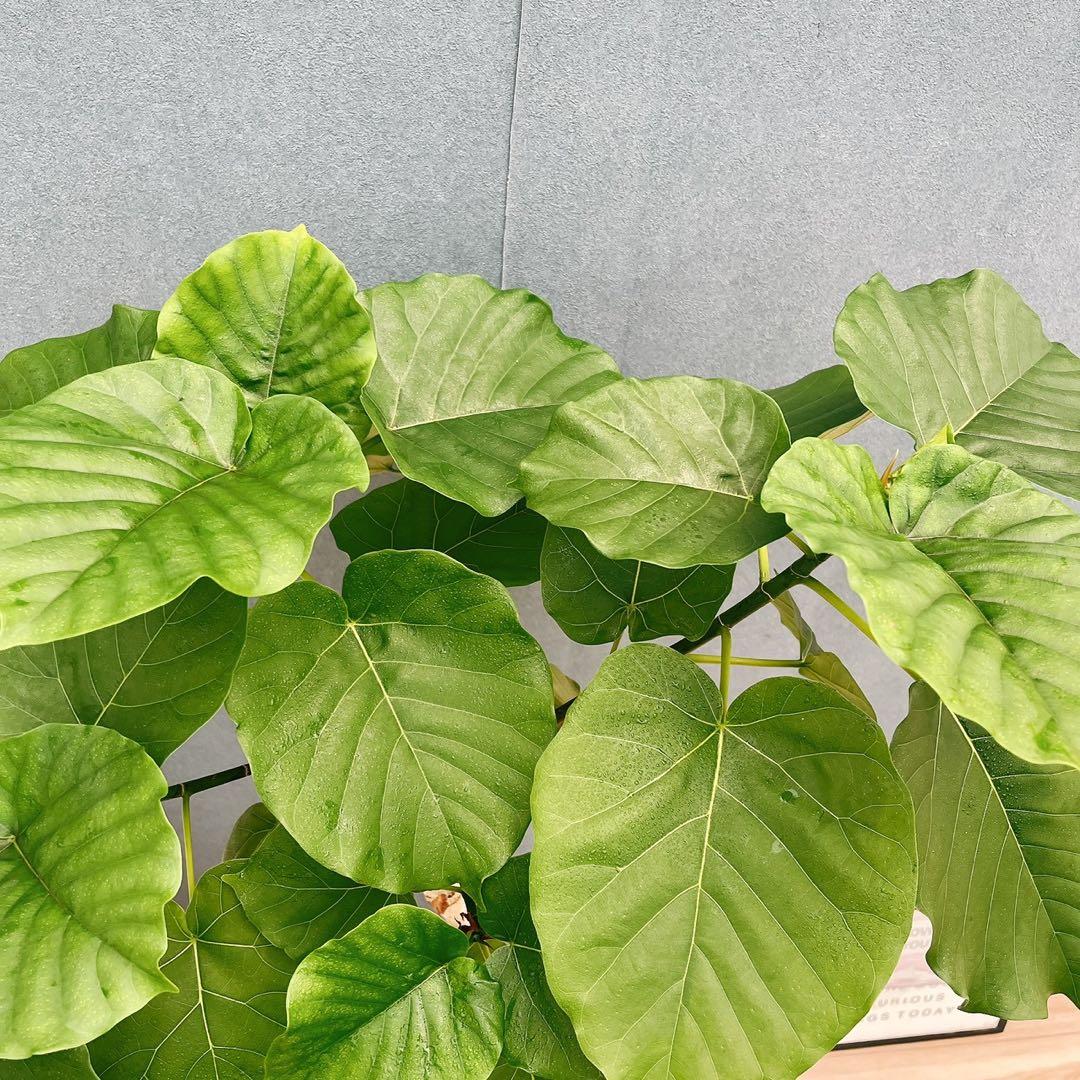 ［現品］A1 フィカスウンベラータ　8号　観葉植物　室内　大型　ゴムの木　人気