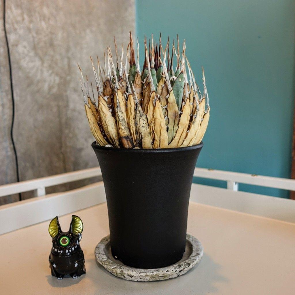 M*1様 お年玉出品！！【発根済・4号サイズ】陽炎ロング棘美株◎エボリスピナ/鉢