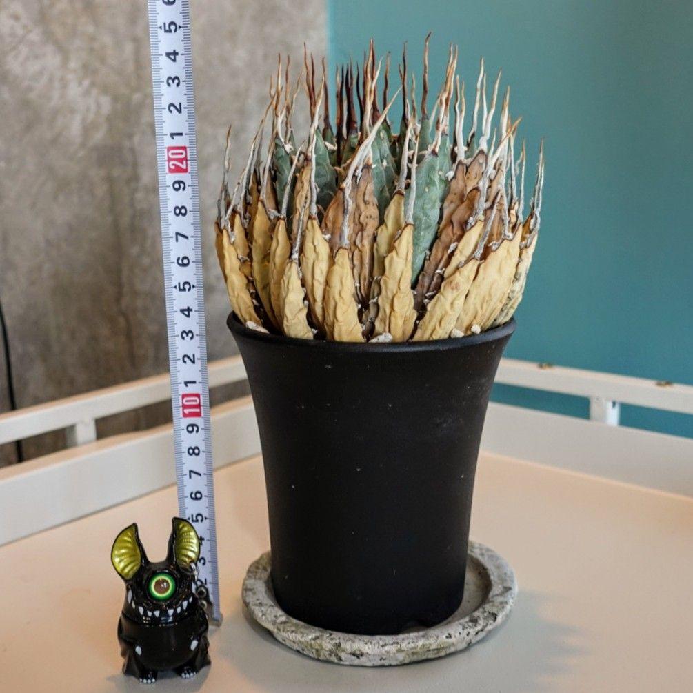 M*1様 お年玉出品！！【発根済・4号サイズ】陽炎ロング棘美株◎エボリスピナ/鉢