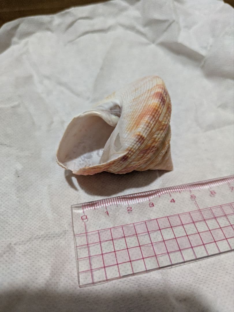 貝殻　オキナエビスガイ　エビスガイ　エビス貝