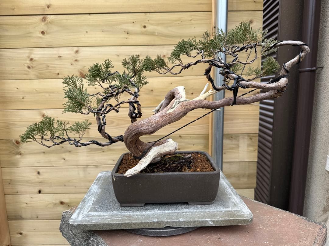 u*a様 糸魚川真柏 盆栽 山採り 樹高約35cm Juniperus 中品盆栽