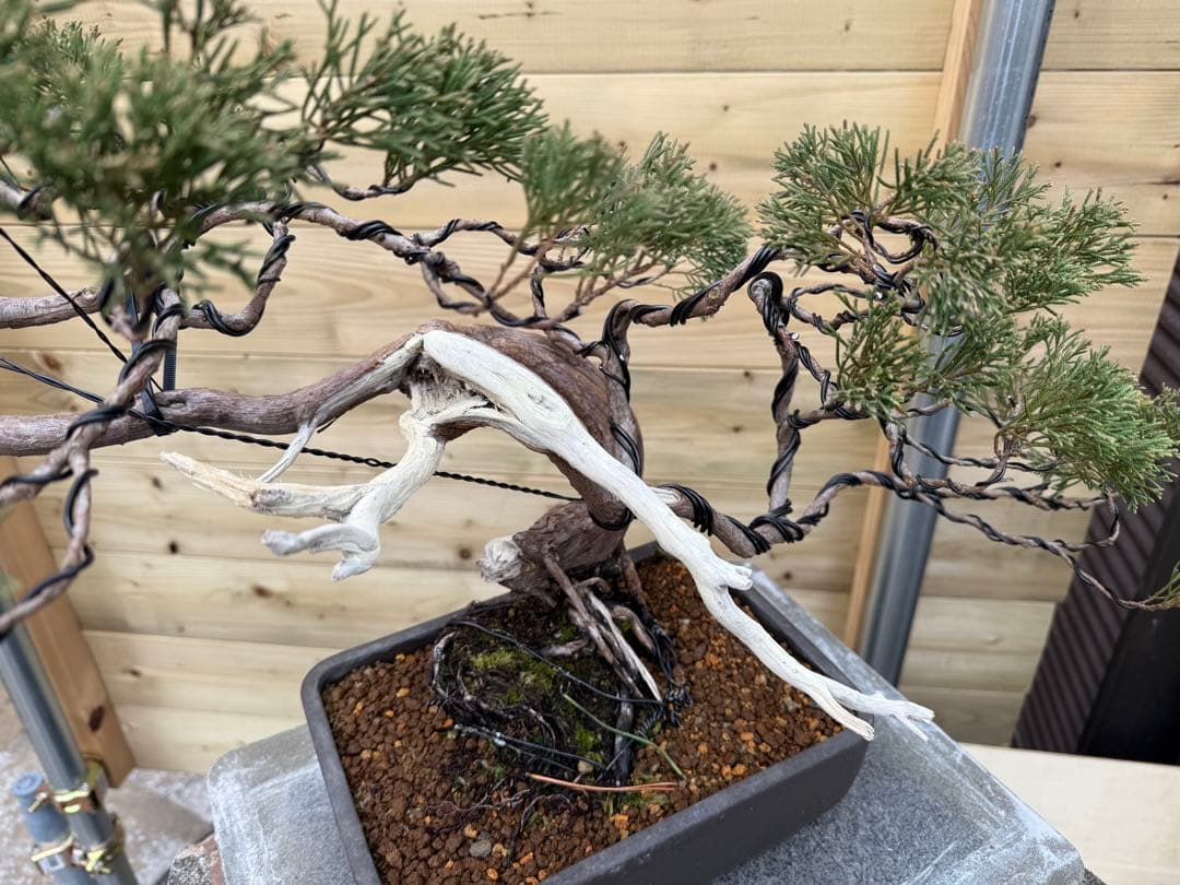 u*a様 糸魚川真柏 盆栽 山採り 樹高約35cm Juniperus 中品盆栽