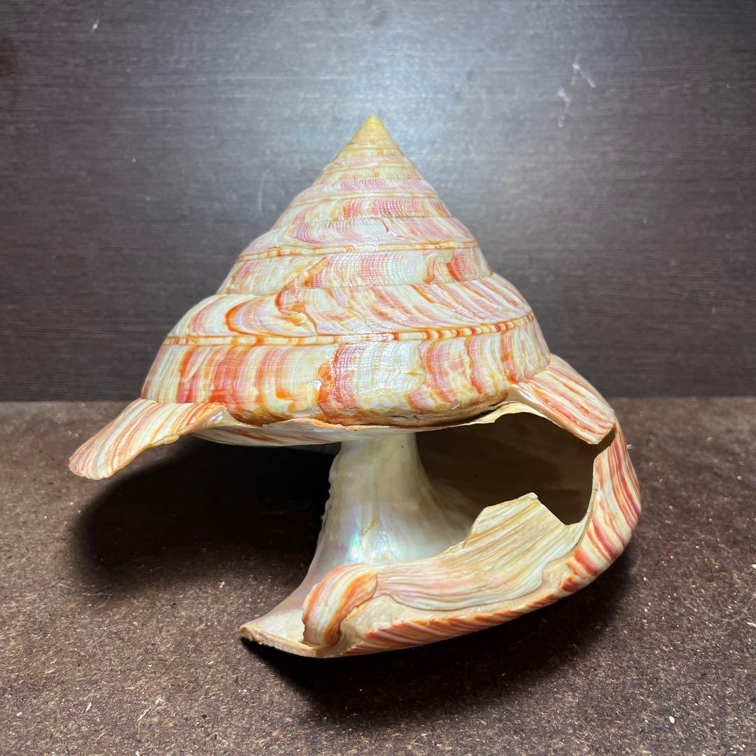 ケ*キ様 激レア　欠けアリ　東シナ海産　リュウグウオキナエビス