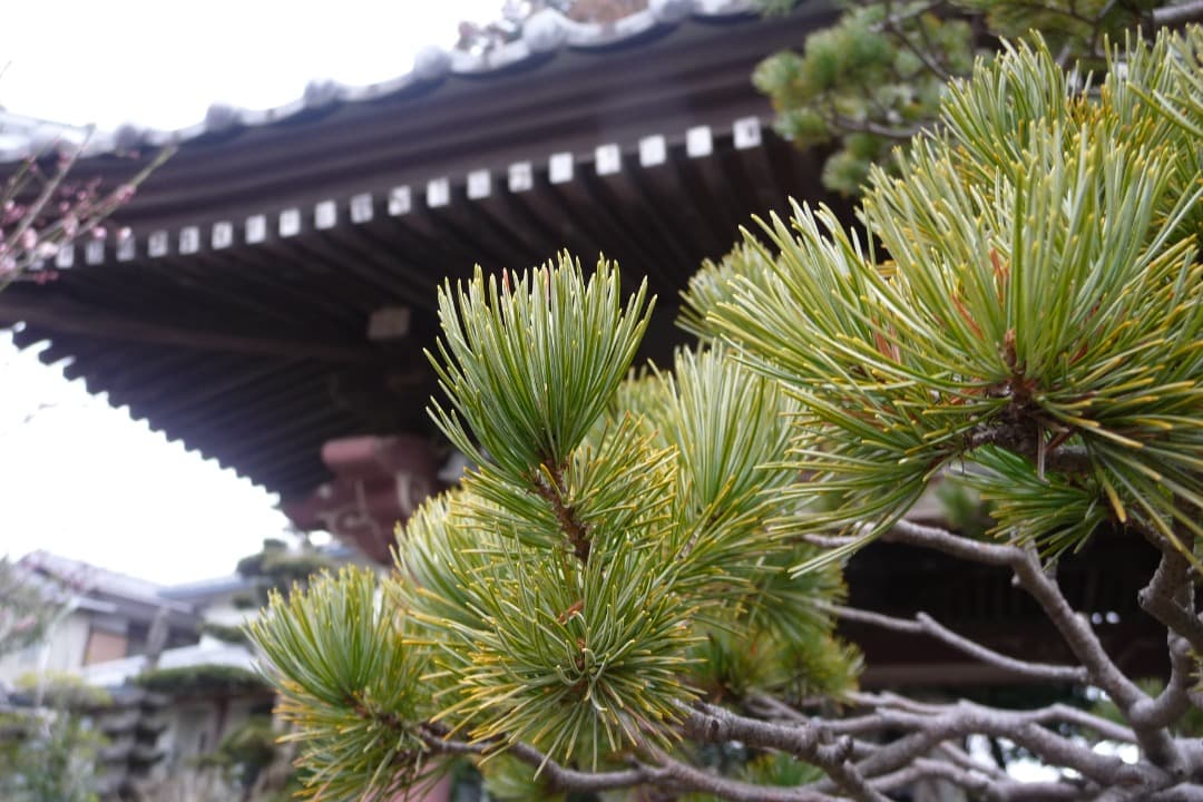 実写美⭕️良品【動作確認済】Panasonic LUMIX DMC-TZ5