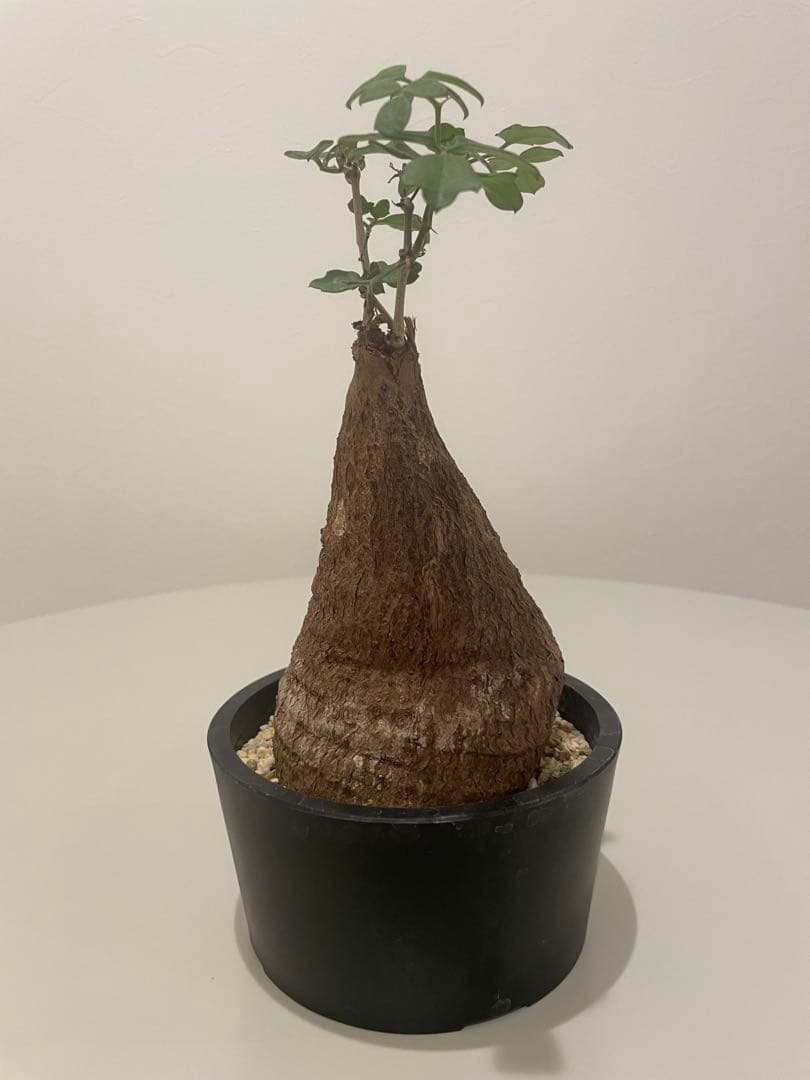 キフォステンマ モンタグナッキー