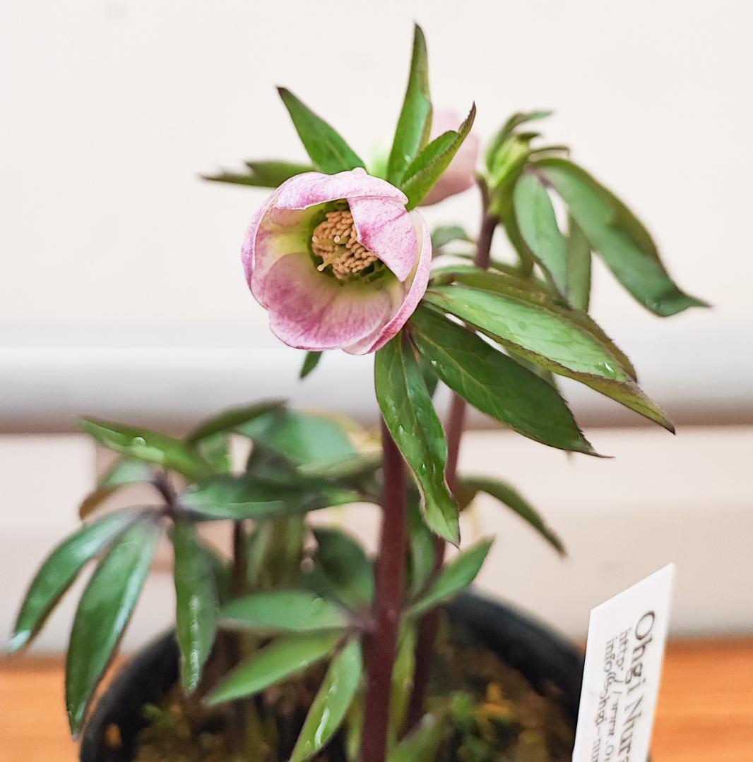 大木ナーサリー★極上ポーセリン★SDポーセリン★早いもの勝ち★正規購入株