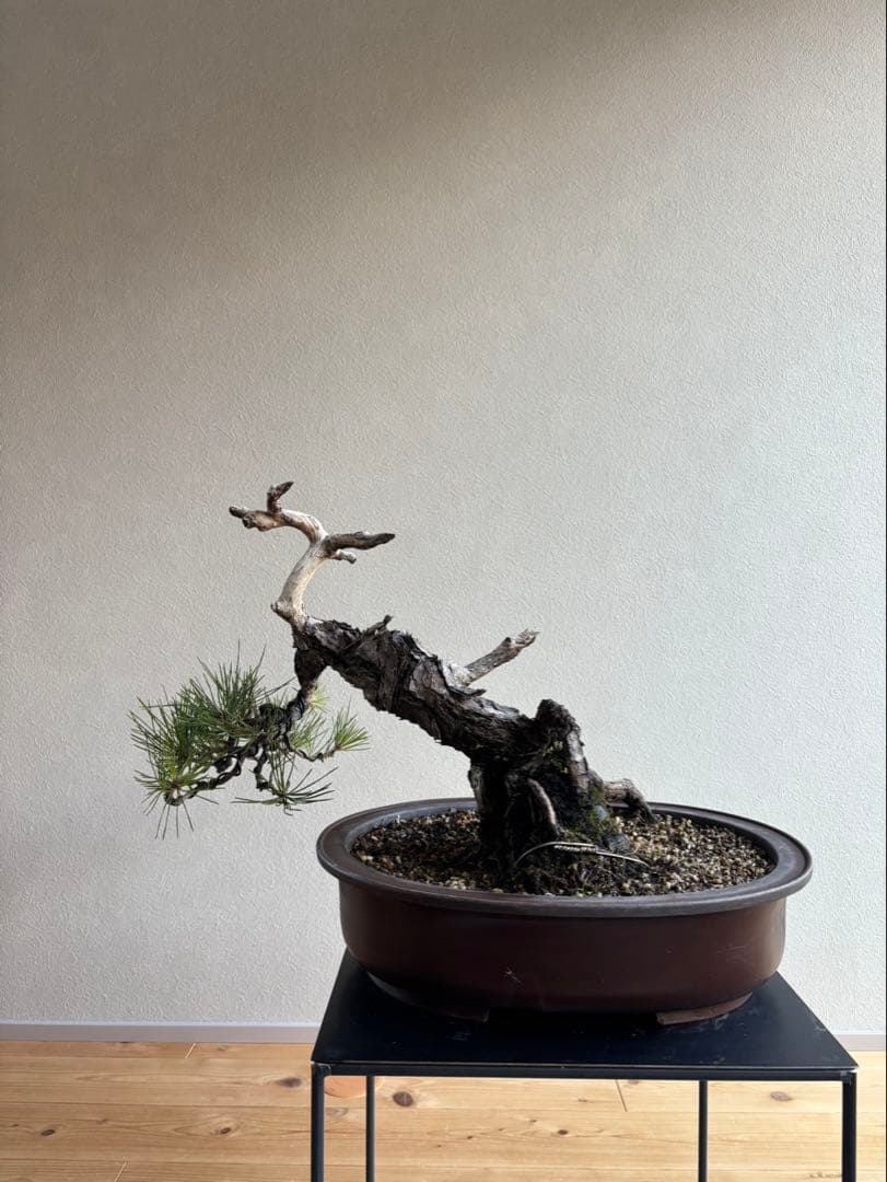 黒松　盆栽　神舎利　樹齢約70年