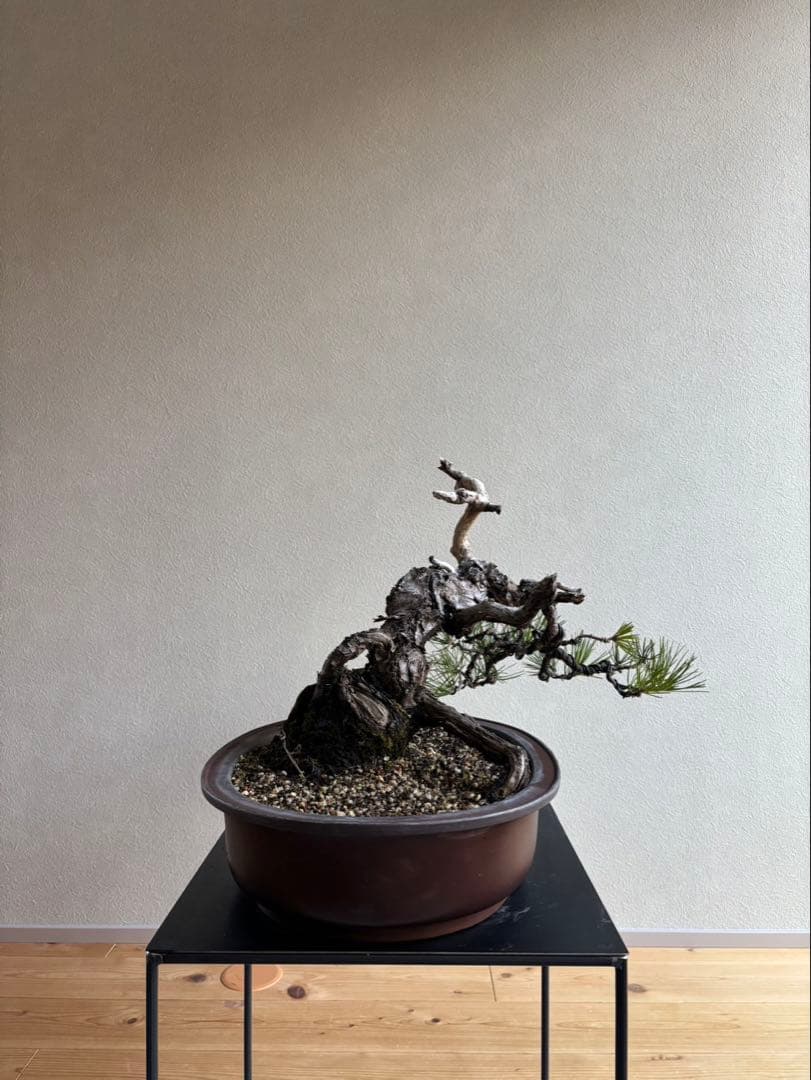 黒松　盆栽　神舎利　樹齢約70年