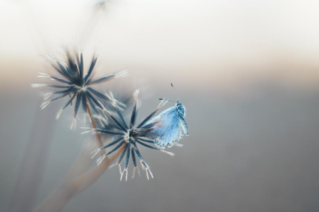 Nikon Nikkor-S.C 50mm f1.4 L39 単焦点レンズ