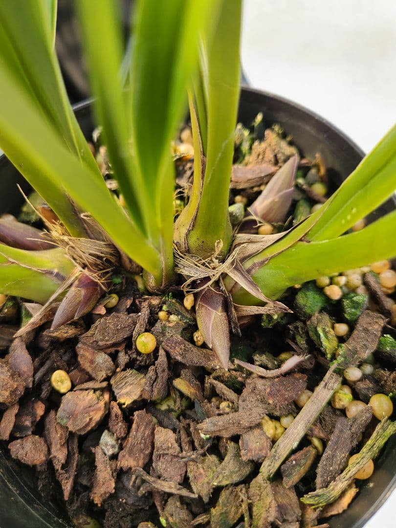 4寸。ミスマフェット。花芽4個。5鉢セット。蜜蜂誘引蘭。日本蜜蜂