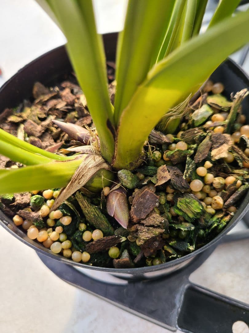 4寸。ミスマフェット。花芽4個。5鉢セット。蜜蜂誘引蘭。日本蜜蜂