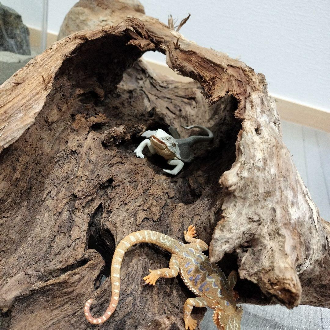 【No.901】超大型シェルター流木　爬虫類レイアウト✫