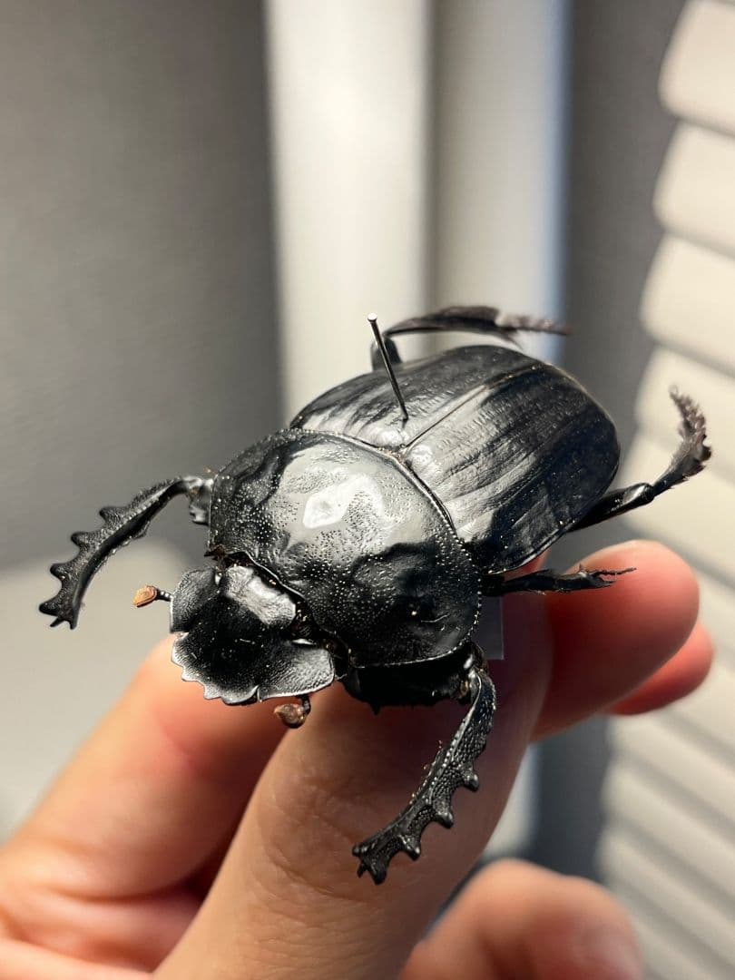 【属内2位】スネブトタマオシコガネ スカラベ糞虫フンチュウ昆虫標本