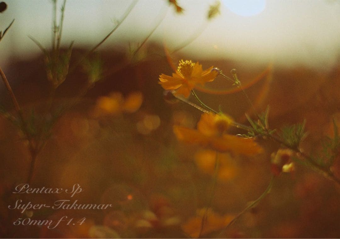 ★pentax sp +タクマーf1.4★完動＊美品＊初期保証＊リザード本革外装