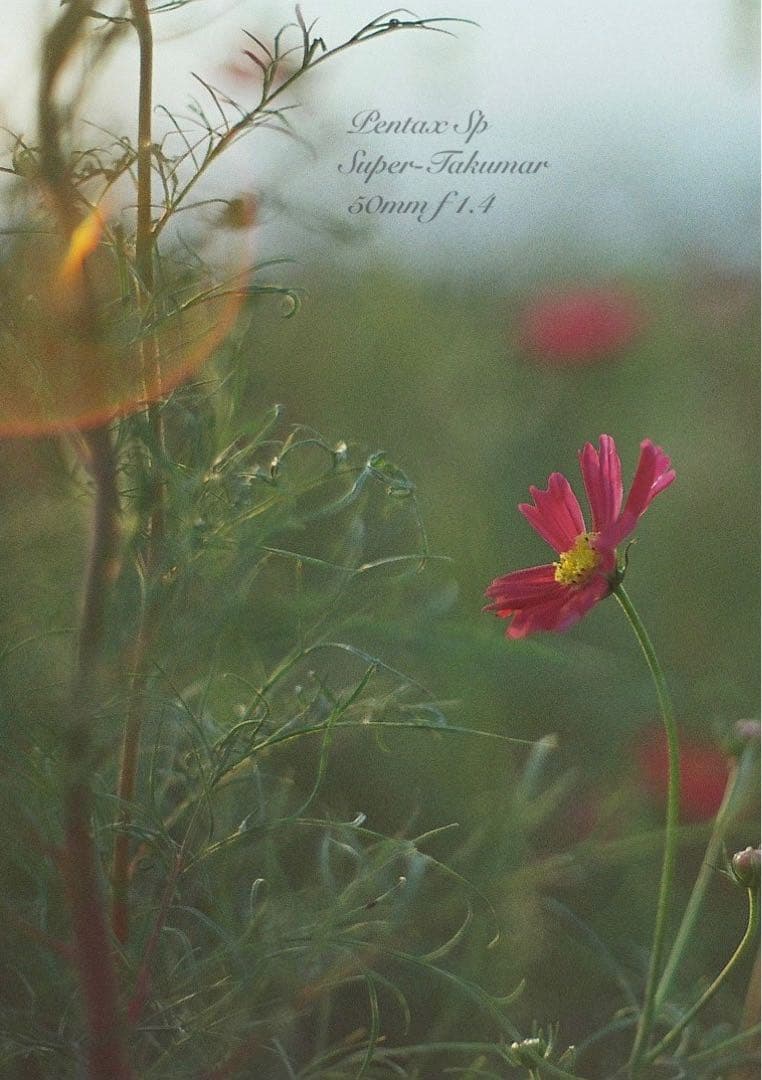 ★pentax sp +タクマーf1.4★完動＊美品＊初期保証＊リザード本革外装