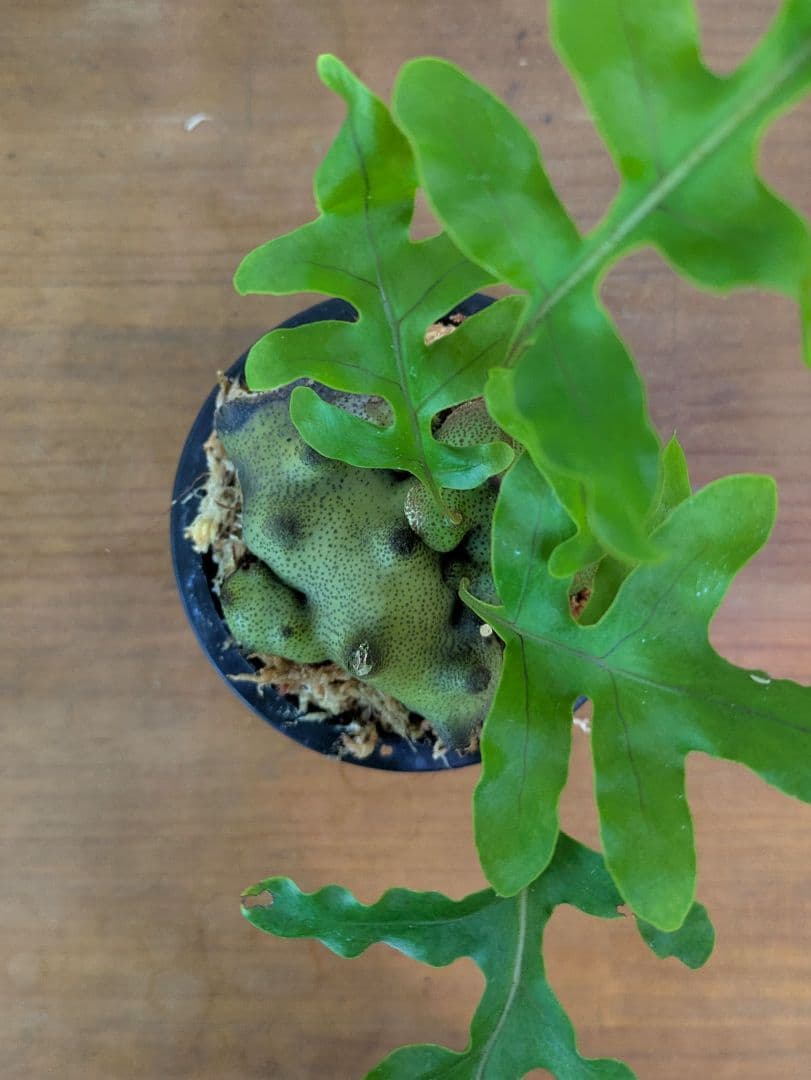 レカノプテリス タツタ アリ植物