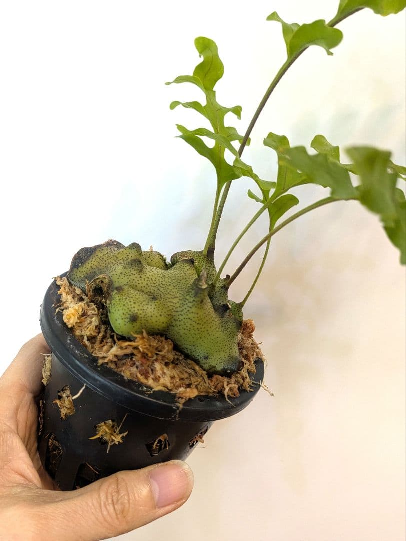 レカノプテリス タツタ アリ植物