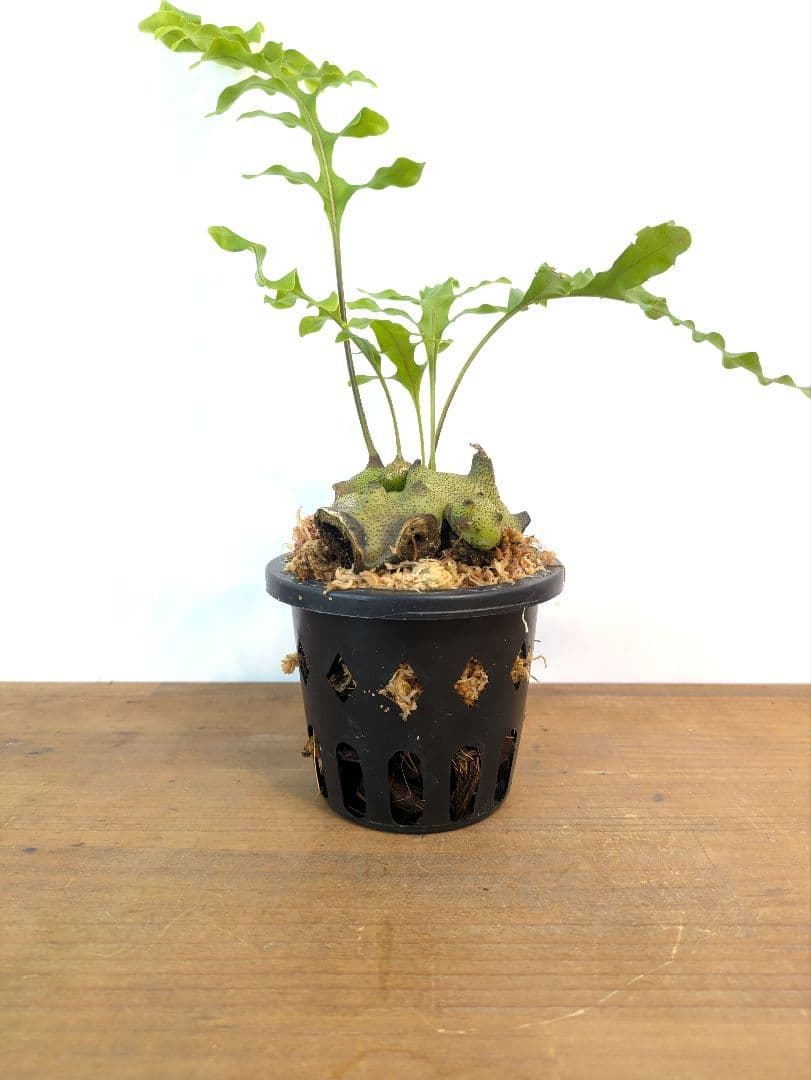 レカノプテリス タツタ アリ植物