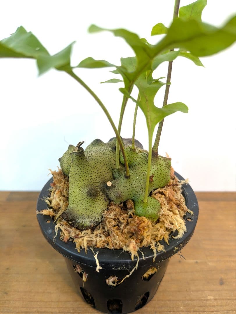 レカノプテリス タツタ アリ植物