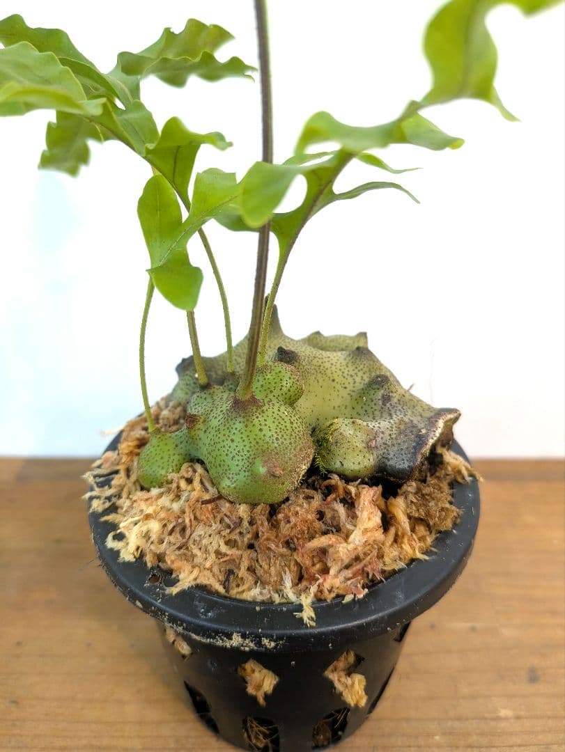 レカノプテリス タツタ アリ植物