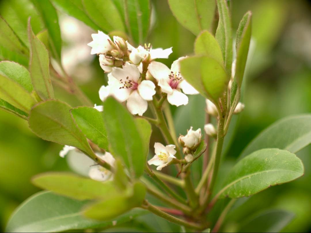 レンズ(単焦点) @G.Rodenstock Trinaranastigmat 4.5/135mm