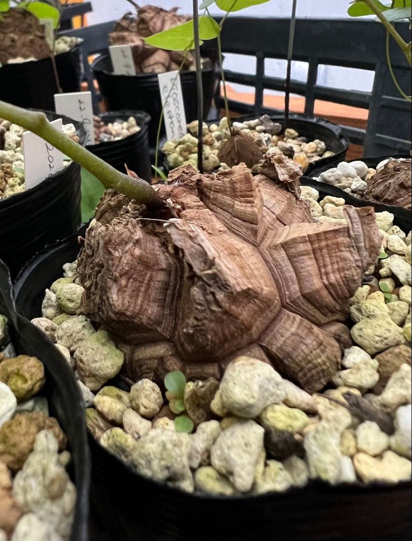 確認用② 亀甲竜実生株