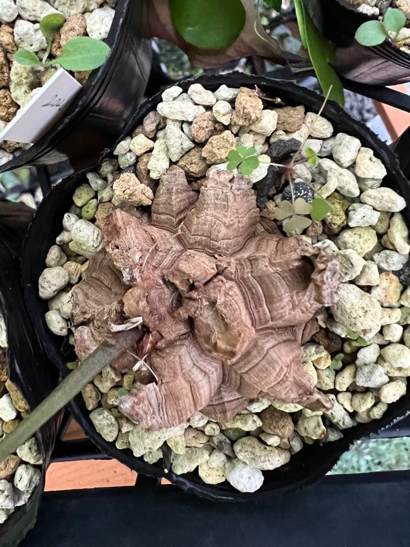 確認用② 亀甲竜実生株