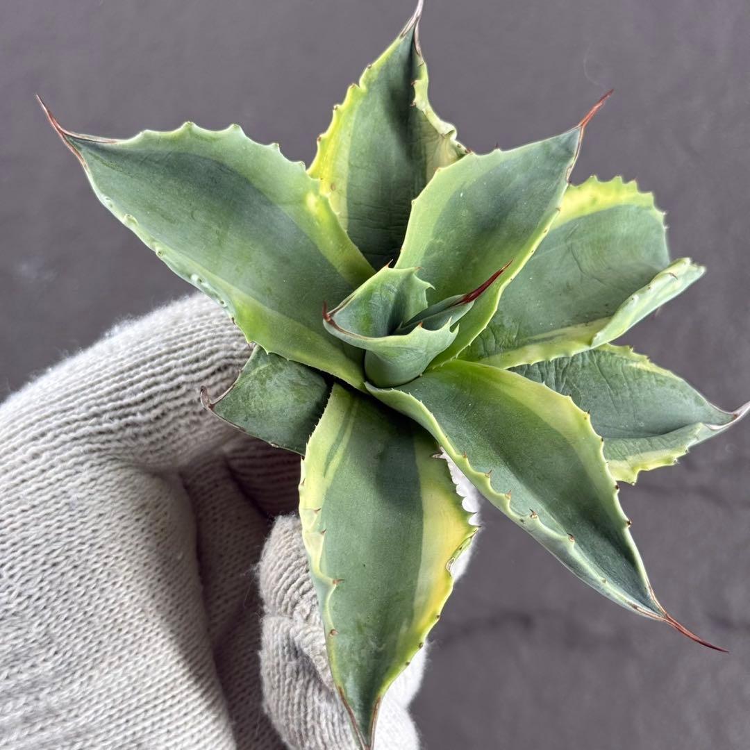 ゴ*ナ様 【アガベ オバティフォリア“オルカ”】地植え/-18℃まで/極上　L2