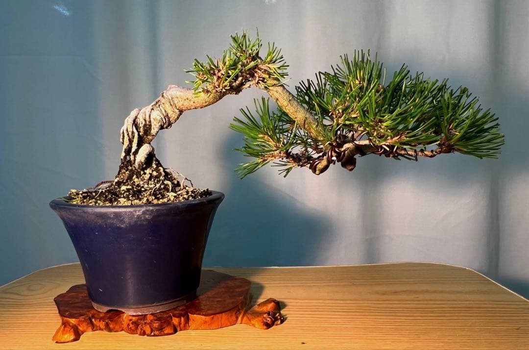 赤松　根上がり