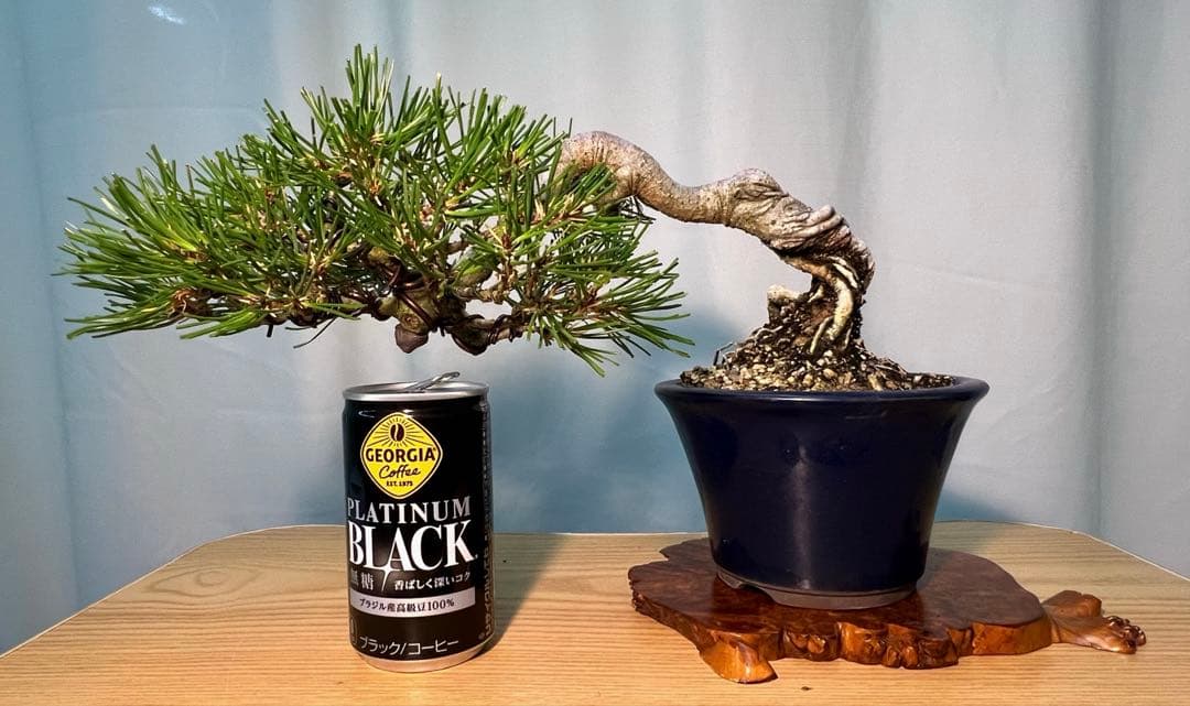 赤松　根上がり