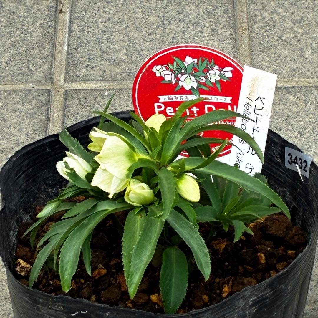 ぴ*ん様 3432☘️花、タグ付き☘️ベビードール⭐️超小輪⭐️超コンパクト⭐️