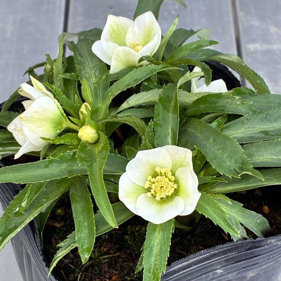 ぴ*ん様 3432☘️花、タグ付き☘️ベビードール⭐️超小輪⭐️超コンパクト⭐️